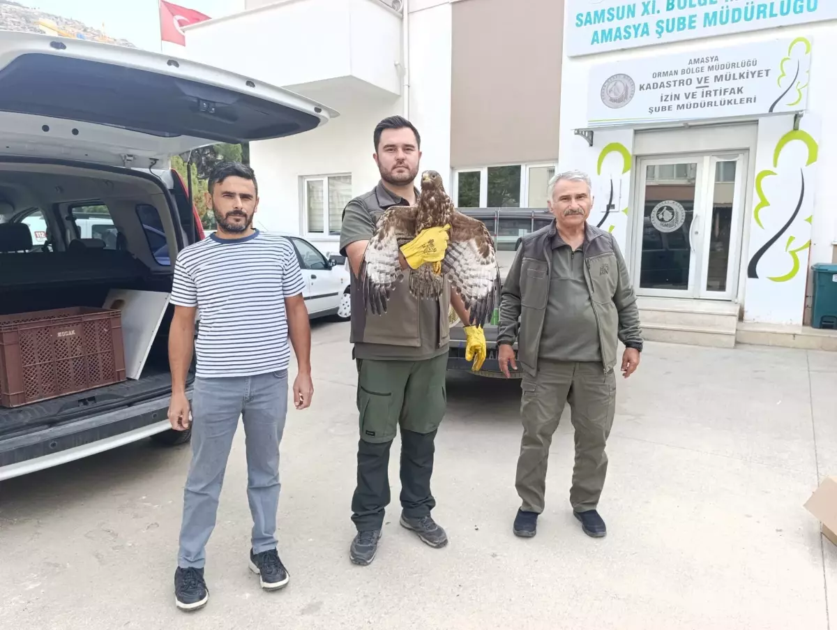 Yaralı Şahin Kurtarıldı: Amasya’da Vatandaşlık Görevi Yerine Getirildi